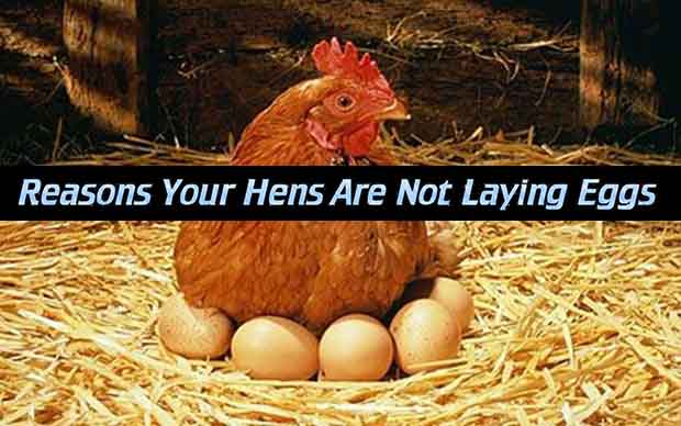 Reasons Your Hens Are Not Laying Eggs 