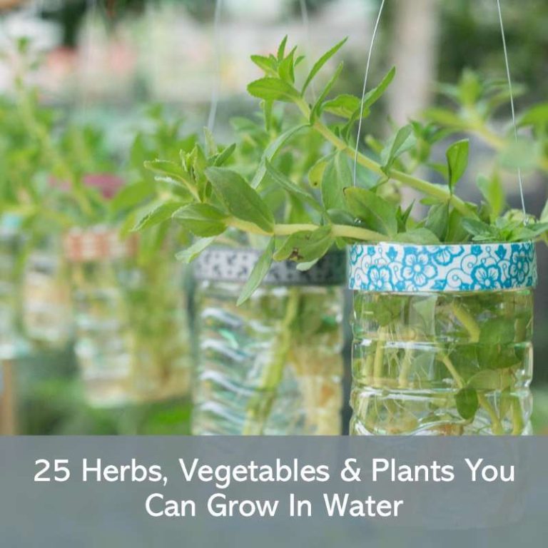 Herbs Vegetables Plants You Can Grow In Water