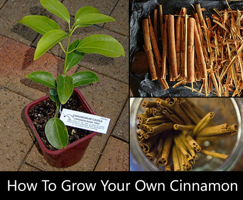 How To Grow Your Own Cinnamon