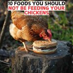 10 Foods You Should Not Be Feeding Your Chickens