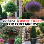 20 Best Dwarf Trees for Containers