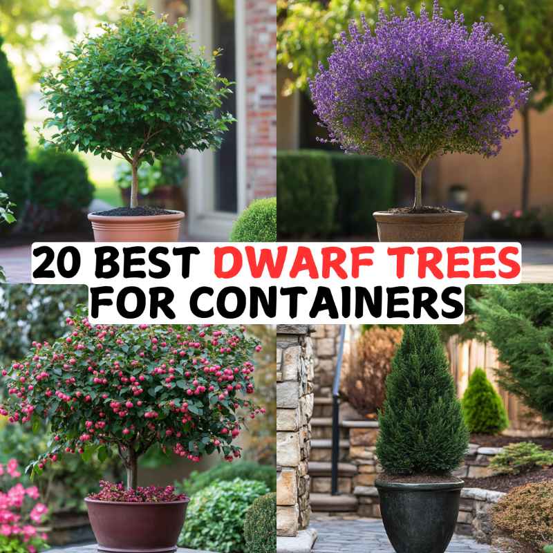 20 Best Dwarf Trees for Containers