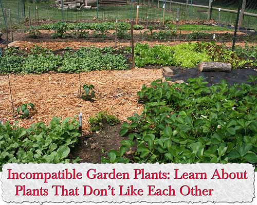 Incompatible Garden Plants: Learn About Plants That Don’t Like Each Other