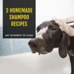 3 Homemade Shampoo Recipes