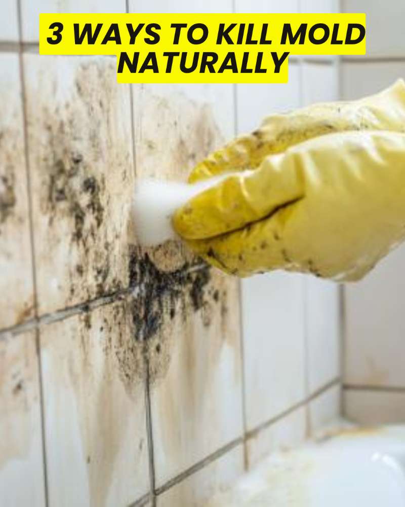  3 Ways To Kill Mold Naturally