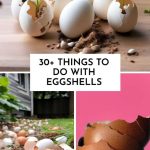 30+ Things to Do with Eggshells