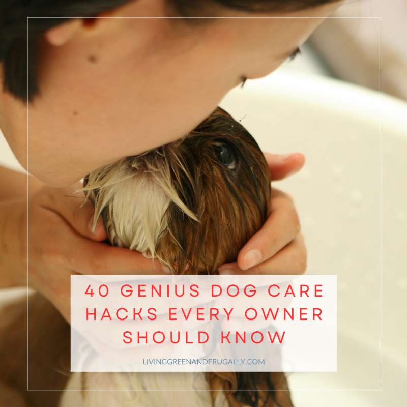 40 Genius Dog Care Hacks Every Owner Should Know