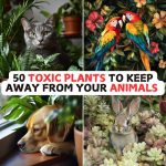 50 Toxic Plants to Keep Away from Your Animals 