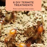 6 DIY Termite Treatments