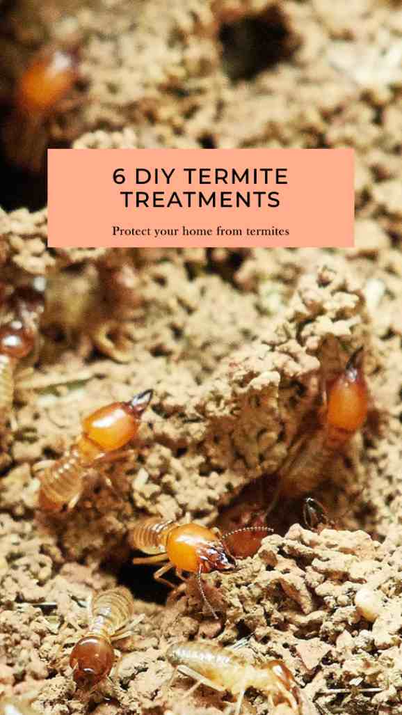 6 DIY Termite Treatments