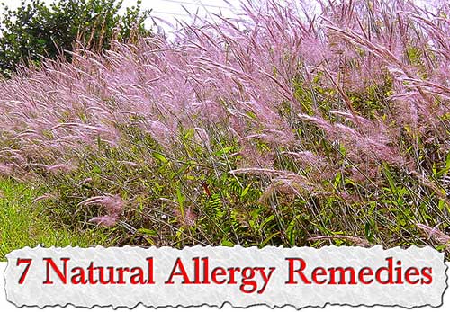 7 Natural Allergy Remedies.jpg