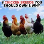 8 Chicken Breeds You Should Own & Why