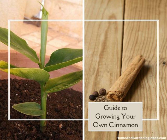 How To Grow Your Own Cinnamon