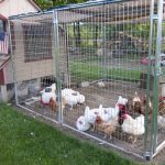 Build A Better Chicken Coop