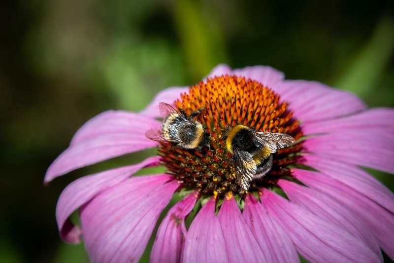 Coneflower