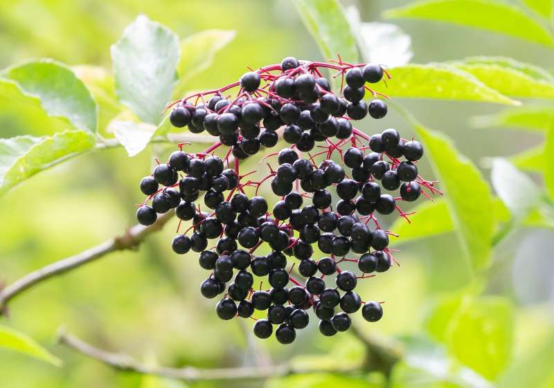  Elderberry (Sambucus nigra)