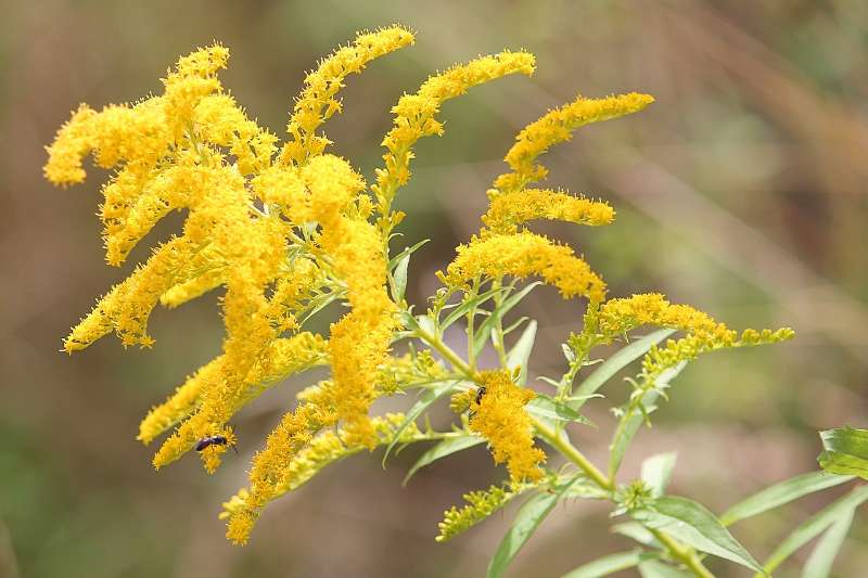 Goldenrod