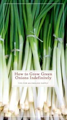 How To Grow Green Onions Indefinitely