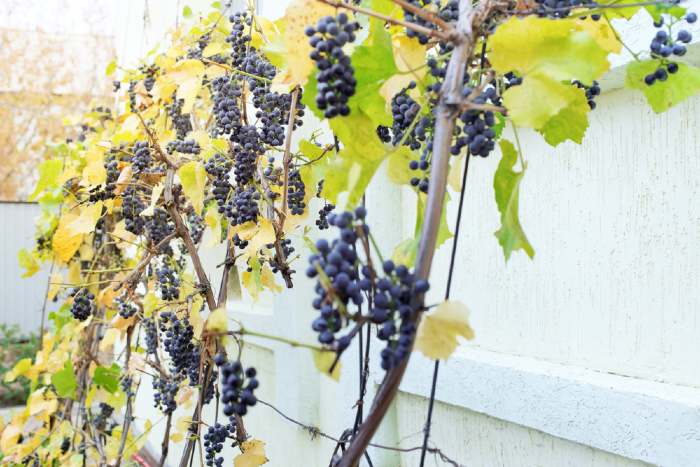 Growing Grapes In Containers