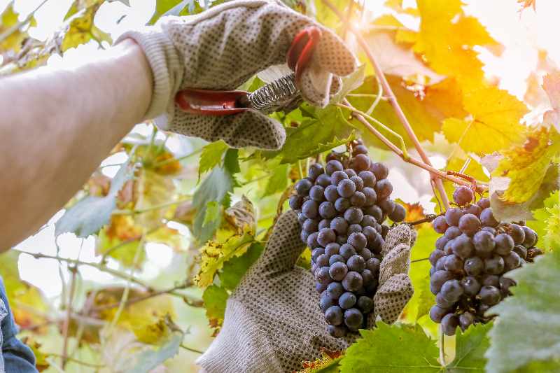 Harvesting Your Grapes