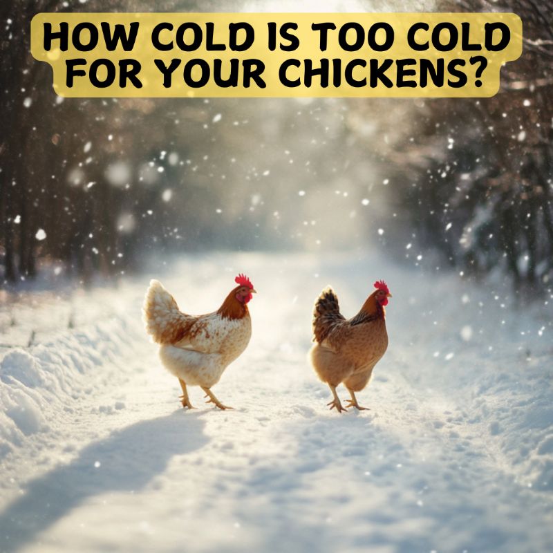 How Cold is Too Cold for Your Chickens?