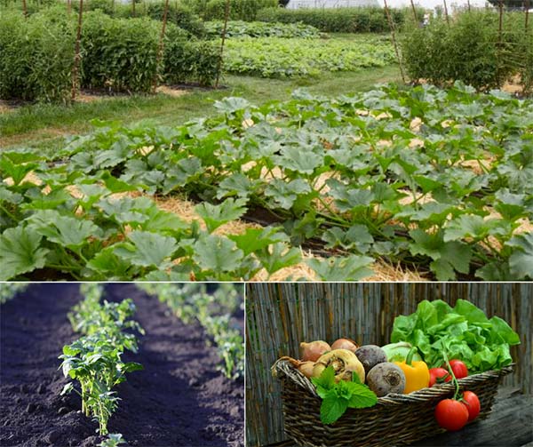 How Much Should You Plant To Provide A Year’s Worth of Food