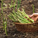 How To Grow Asparagus