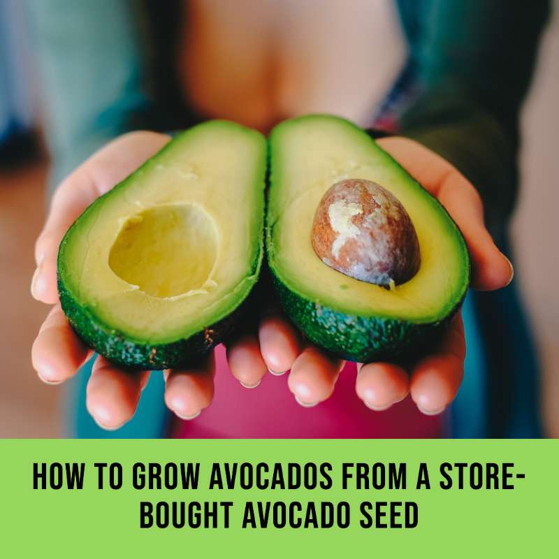 How to Grow Avocados from a Store-Bought Avocado Seed