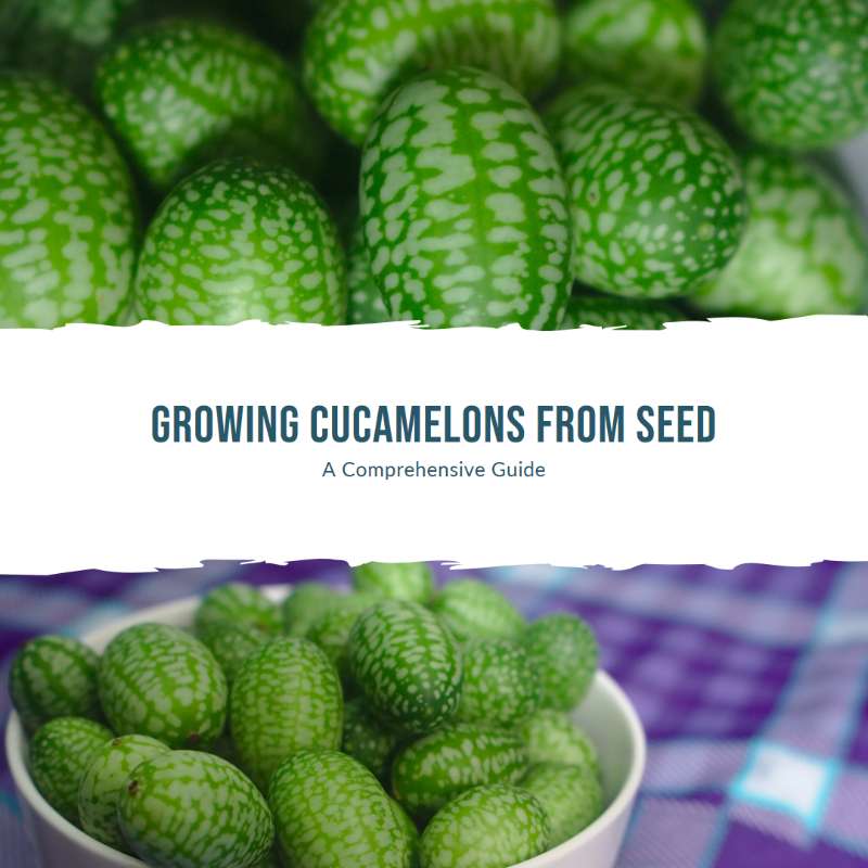 How to Grow Cucamelons from Seed