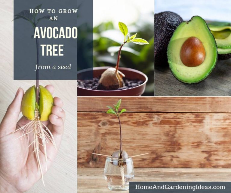 How To Grow An Avocado Tree