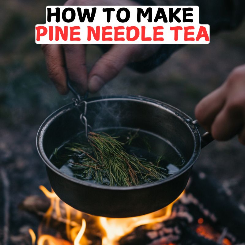 How to Make Pine Needle Tea