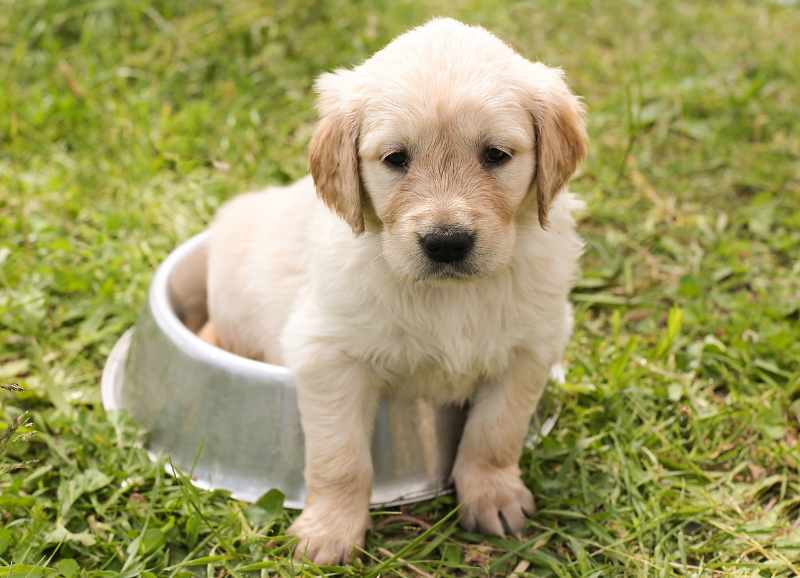 Keep the Water Bowl Clean