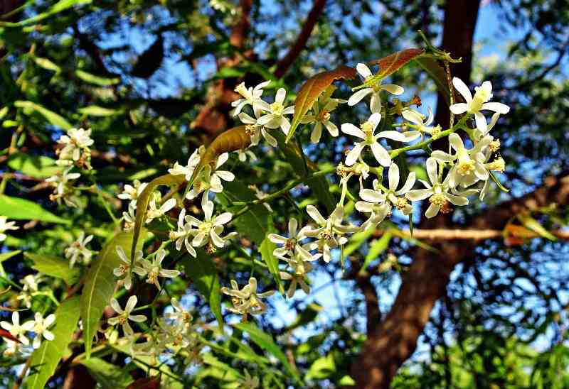 Neem (Azadirachta indica) 