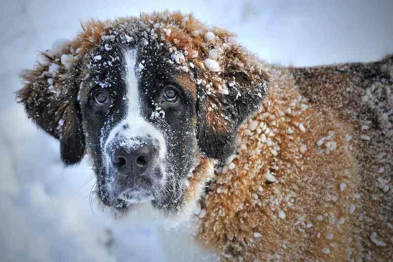 Paw Wax for Cold Weather