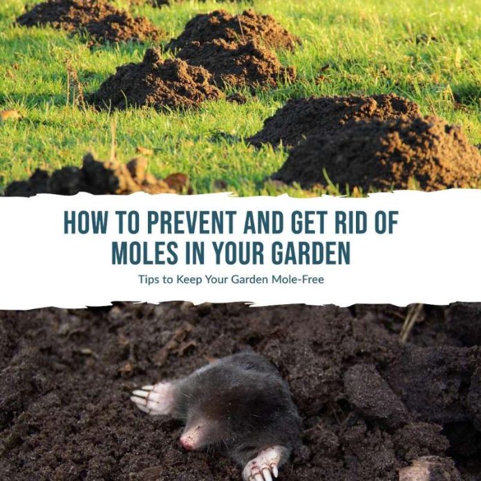 How To Prevent and Get Rid Of Moles in Your Garden