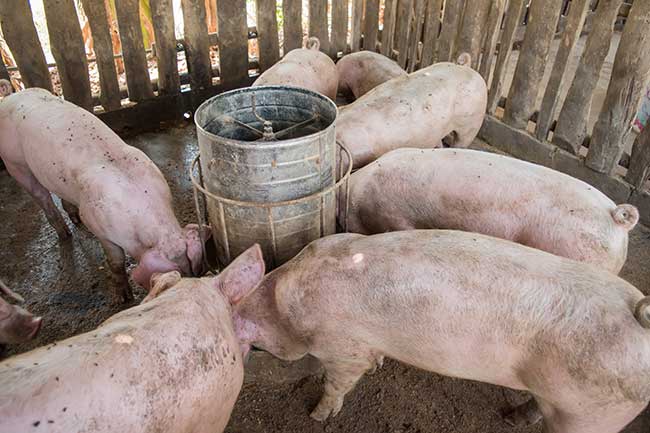 how-much-does-it-cost-to-raise-a-pig