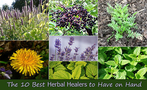 The-10-Best-Herbal-Healers-to-Have-on-Hand