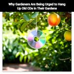 Why Gardeners Are Being Urged to Hang Up Old CDs in Their Gardens