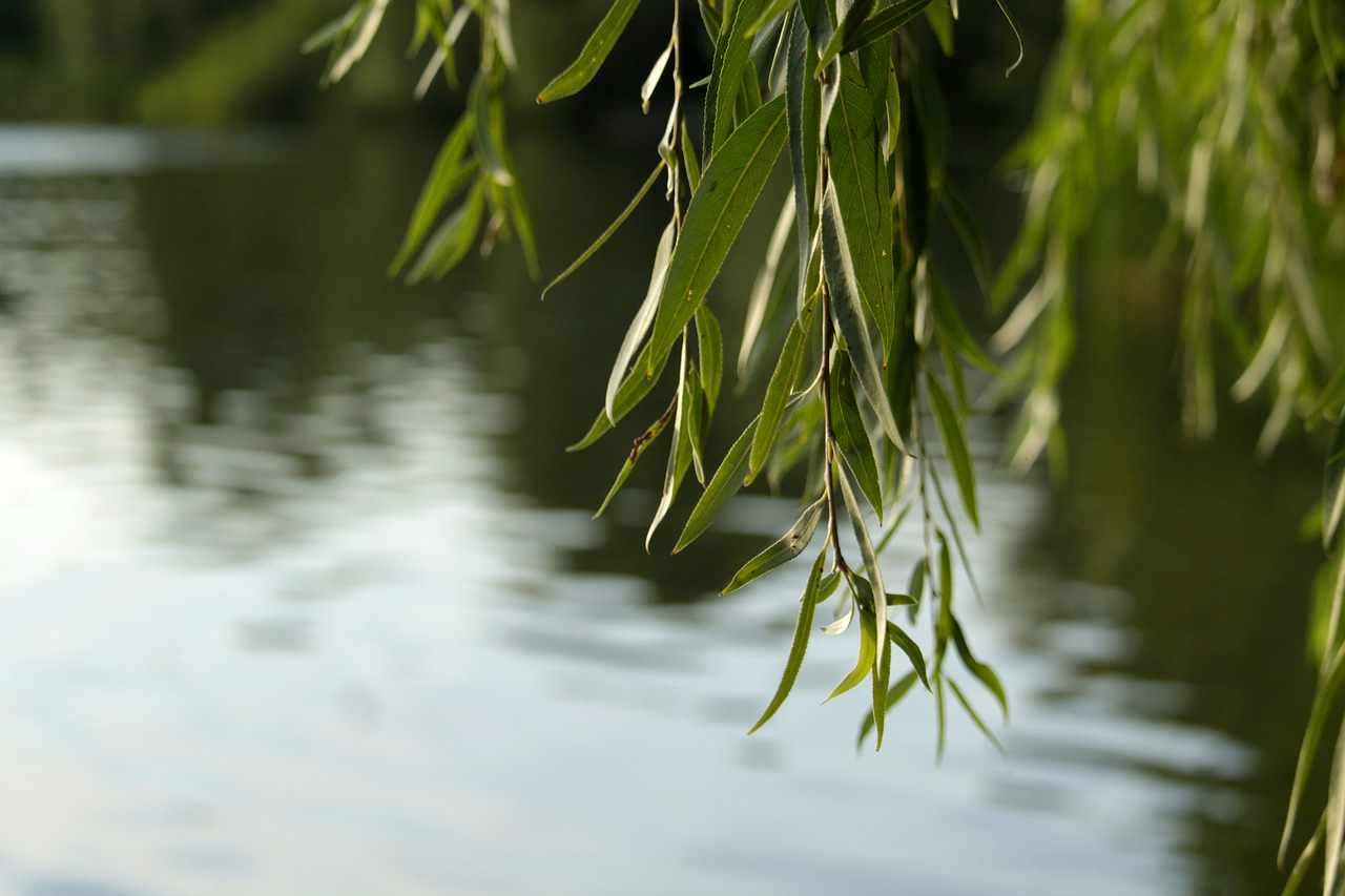 Willow (Salix spp.)