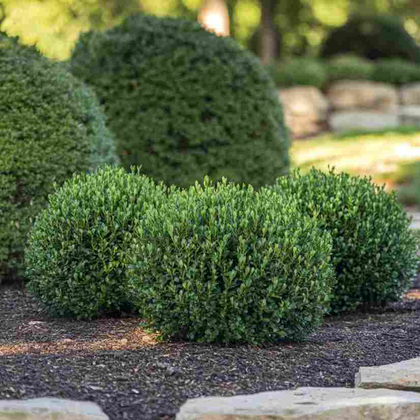 You Must Prune Trees and Shrubs in Early Spring